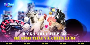 Đá Gà Trực Tiếp